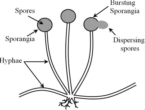diagram of spores 